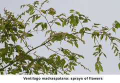 Ventilago madraspatana