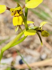 Diuris praecox