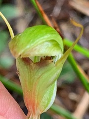Pterostylis concinna