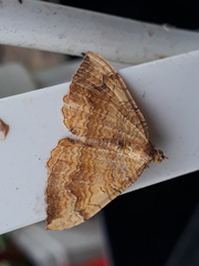 Camptogramma bilineata