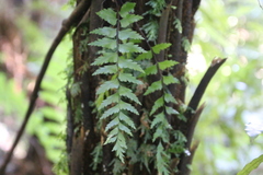 Asplenium polyodon