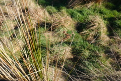 Juncus procerus