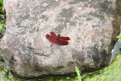 Neurothemis taiwanensis