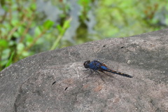 Trithemis festiva
