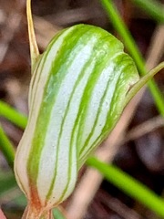 Pterostylis concinna
