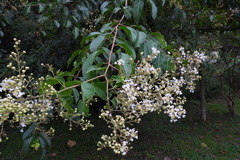 Lagerstroemia subcostata