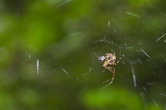 Parasteatoda tepidariorum