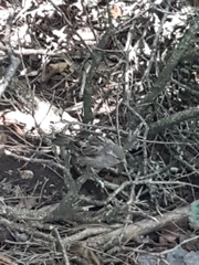 Passer domesticus