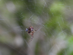 Parasteatoda tepidariorum