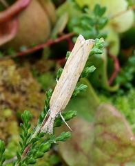 Agriphila