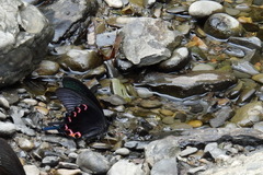 Papilio bianor thrasymedes