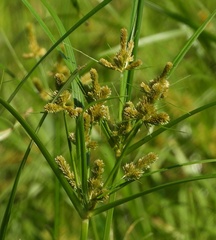 Cyperus glomeratus