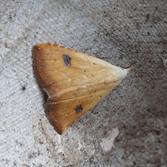 Rivula sericealis