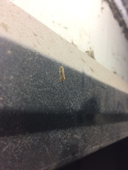 Trichoptera
