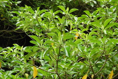 Dendrocnide meyeniana