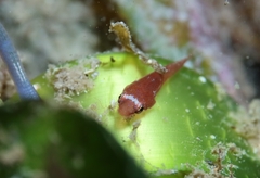 Apletodon