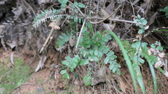 Adiantum flabellulatum