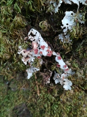 Ricasolia amplissima