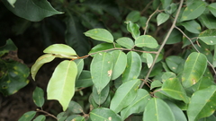 Elaeagnaceae