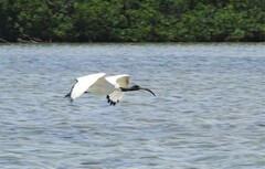 Threskiornis aethiopicus