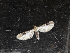 Eupithecia centaureata