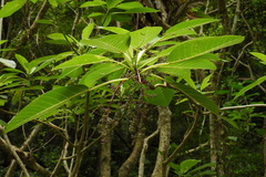 Dendrocnide meyeniana