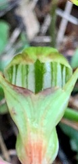 Pterostylis concinna