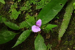 Dicliptera tinctoria