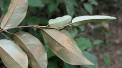 Elaeagnaceae