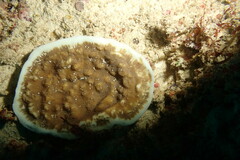 Leptoseris explanata