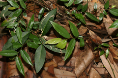 Ventilago madraspatana