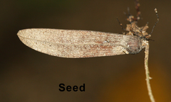 Ventilago madraspatana