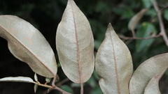 Elaeagnaceae