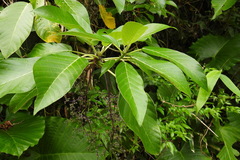 Dendrocnide meyeniana