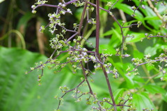 Dendrocnide meyeniana