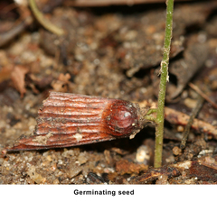 Ventilago madraspatana