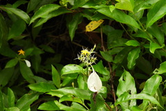 Mussaenda formosanum