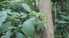 Clerodendrum cyrtophyllum