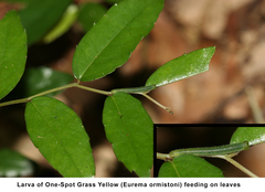 Ventilago madraspatana