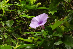 Ipomoea cairica