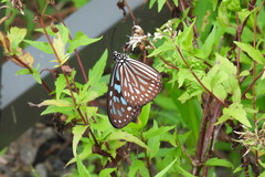 Ideopsis similis