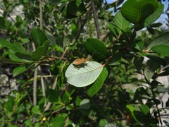 Gonocerus acuteangulatus