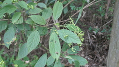 Clerodendrum cyrtophyllum