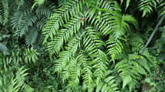 Gymnosphaera podophylla