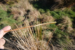 Juncus procerus