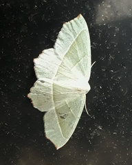Campaea margaritaria