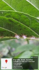 Tapinoma melanocephalum