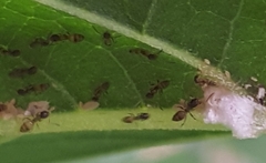 Tapinoma melanocephalum