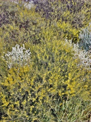 Acacia colletioides