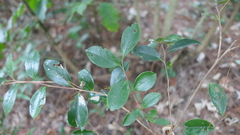 Theaceae